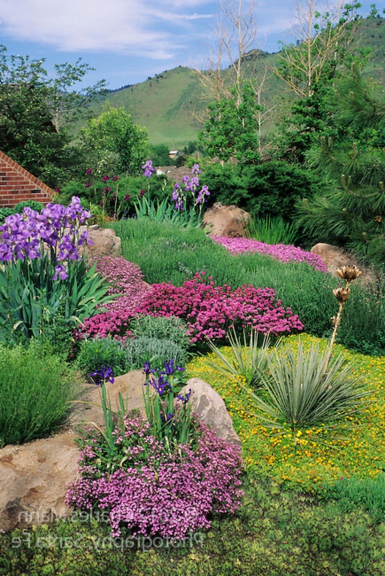 Xeriscape Garden Plants Nyt